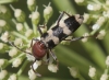 Chlorophorus trifasciatus Chlorophorus trifasciatus