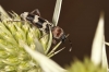 Chlorophorus trifasciatus Chlorophorus trifasciatus