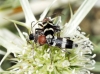 Chlorophorus trifasciatus Chlorophorus trifasciatus