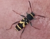 Clytus arietis (Linnaeus, 1758)