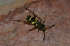 Clytus arietis Clytus arietis