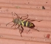 Clytus arietis Clytus arietis