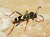 Clytus arietis Clytus arietis