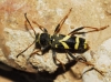 Clytus arietis Clytus arietis