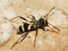 Clytus arietis Clytus arietis