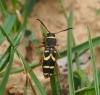 Clytus arietis