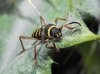 Clytus arietis Clytus arietis