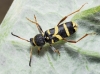 Clytus arietis Clytus arietis