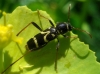 Clytus rhamni