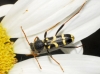 Clytus rhamni Clytus rhamni