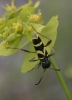 Clytus arietis (Linnaeus, 1758)
