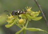 Clytus arietis (Linnaeus, 1758)