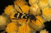 Clytus rhamni Germar, 1817 Clytus rhamni Germar, 1817