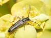 Deilus fugax