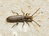 Deilus fugax Deilus fugax