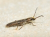 Deilus fugax Deilus fugax