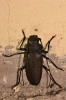 Ergates faber (Linnaeus, 1761)