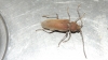 Hesperophanes sericeus Hesperophanes sericeus