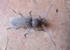 Hesperophanes sericeus
