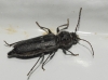 Hylotrupes bajulus (Linnaeus, 1758)