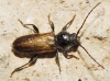 Hylotrupes bajulus