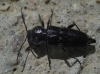 Hylotrupes bajulus Hylotrupes bajulus