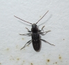 Hylotrupes bajulus