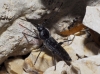 Hylotrupes bajulus Hylotrupes bajulus