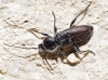 Hylotrupes bajulus Hylotrupes bajulus