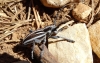 Iberodorcadion molitor (Fabricius, 1775) ssp. molitor (Fabricius,1775)