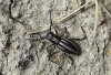 Iberodorcadion molitor (Fabricius, 1775) ssp. molitor (Fabricius,1775)
