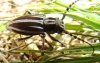 Iberodorcadion molitor (Fabricius, 1775) ssp. molitor (Fabricius,1775)