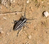 Iberodorcadion molitor (Fabricius, 1775) ssp. molitor (Fabricius,1775)