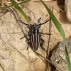 Iberodorcadion molitor (Fabricius, 1775) ssp. molitor (Fabricius,1775)