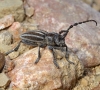 Iberodorcadion molitor (Fabricius, 1775) ssp. molitor (Fabricius,1775)