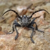 Iberodorcadion molitor (Fabricius, 1775) ssp. molitor (Fabricius,1775)