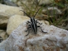 Iberodorcadion pseudomolitor (Escalera, 1902)