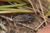 Iberodorcadion pseudomolitor (Escalera, 1902)