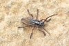 Iberodorcadion pseudomolitor (Escalera, 1902)