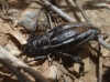 Iberodorcadion pseudomolitor (Escalera, 1902)