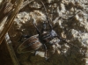 Iberodorcadion pseudomolitor (Escalera, 1902)