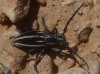 Iberodorcadion pseudomolitor (Escalera, 1902)