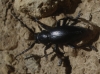 Iberodorcadion pseudomolitor (Escalera, 1902)