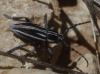 Iberodorcadion pseudomolitor (Escalera, 1902)
