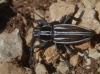 Iberodorcadion pseudomolitor (Escalera, 1902)
