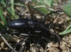 Iberodorcadion pseudomolitor (Escalera, 1902)