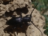 Iberodorcadion pseudomolitor (Escalera, 1902)