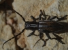 Iberodorcadion pseudomolitor (Escalera, 1902)