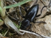 Iberodorcadion pseudomolitor (Escalera, 1902)
