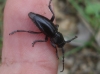 Iberodorcadion pseudomolitor (Escalera, 1902)